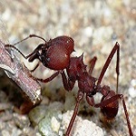 Dedetizadora de Formigas ABC