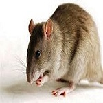 Dedetizadora de Ratos Litoral Sul
