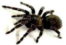 Dedetizadora de Aranhas