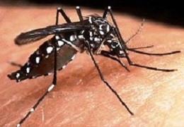 Dedetizadora de Dengue